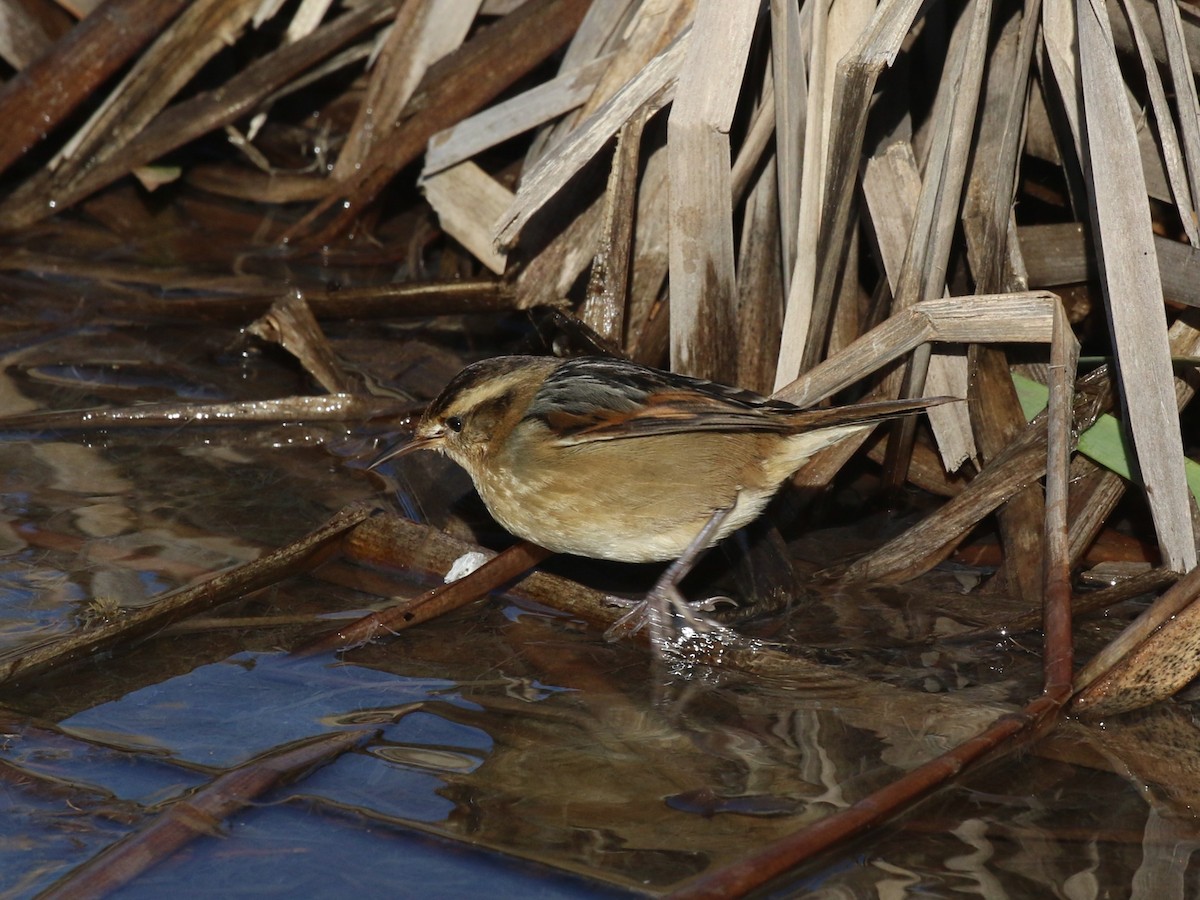 Wren-like Rushbird - ML637853868