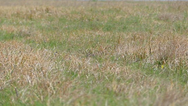 חרמשון גמדי - ML637853916