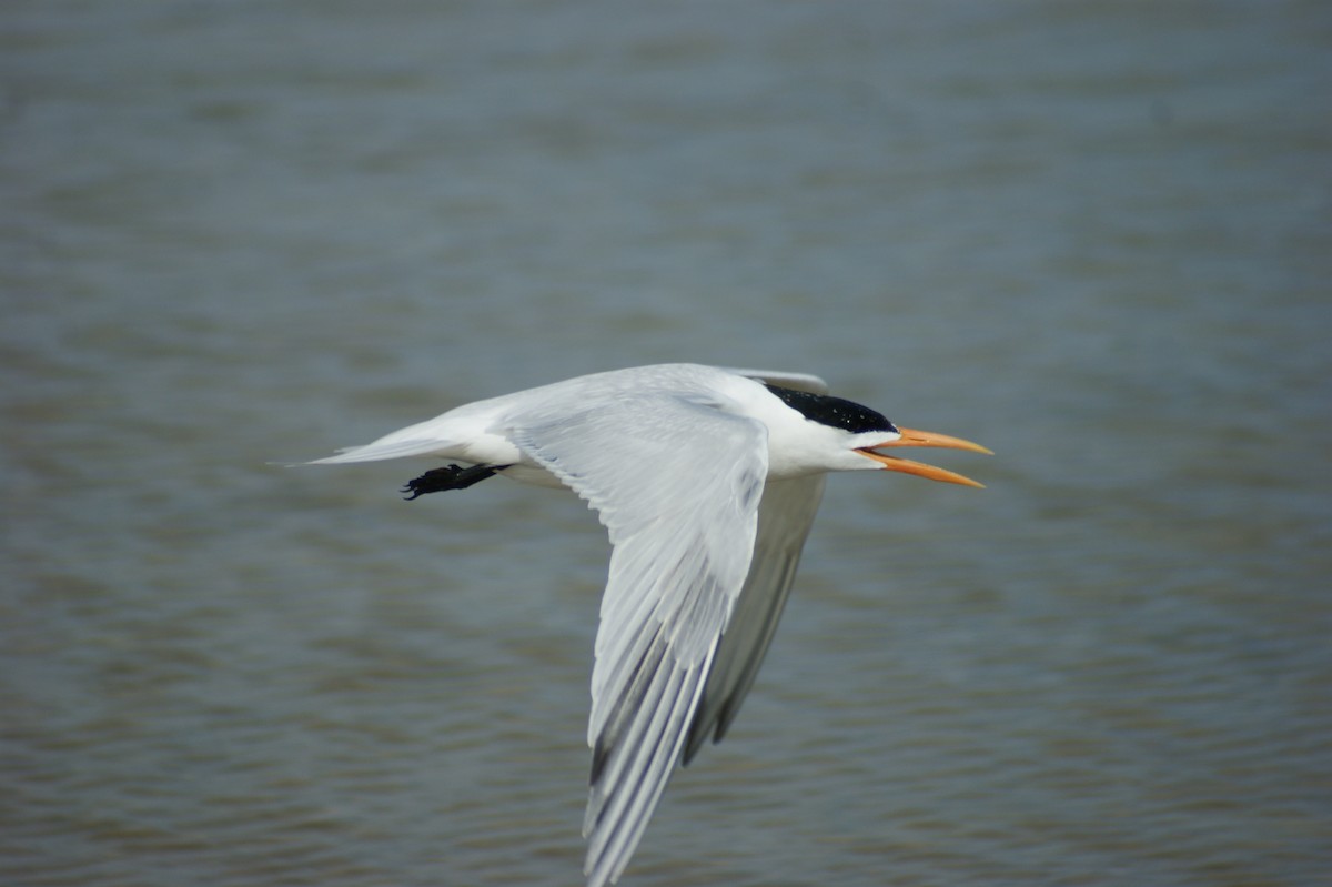 Royal Tern - ML637853921