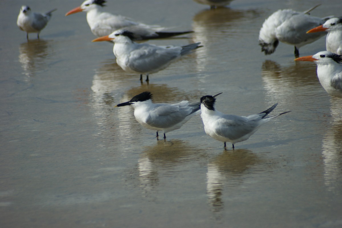 Sandwich Tern - ML637853942