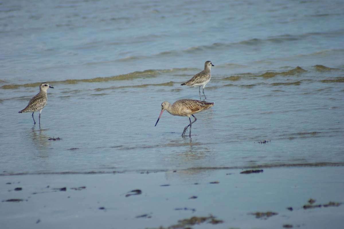 Marbled Godwit - ML637853979