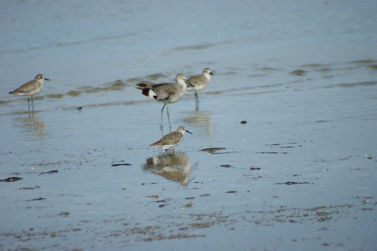 Red Knot - ML637853994