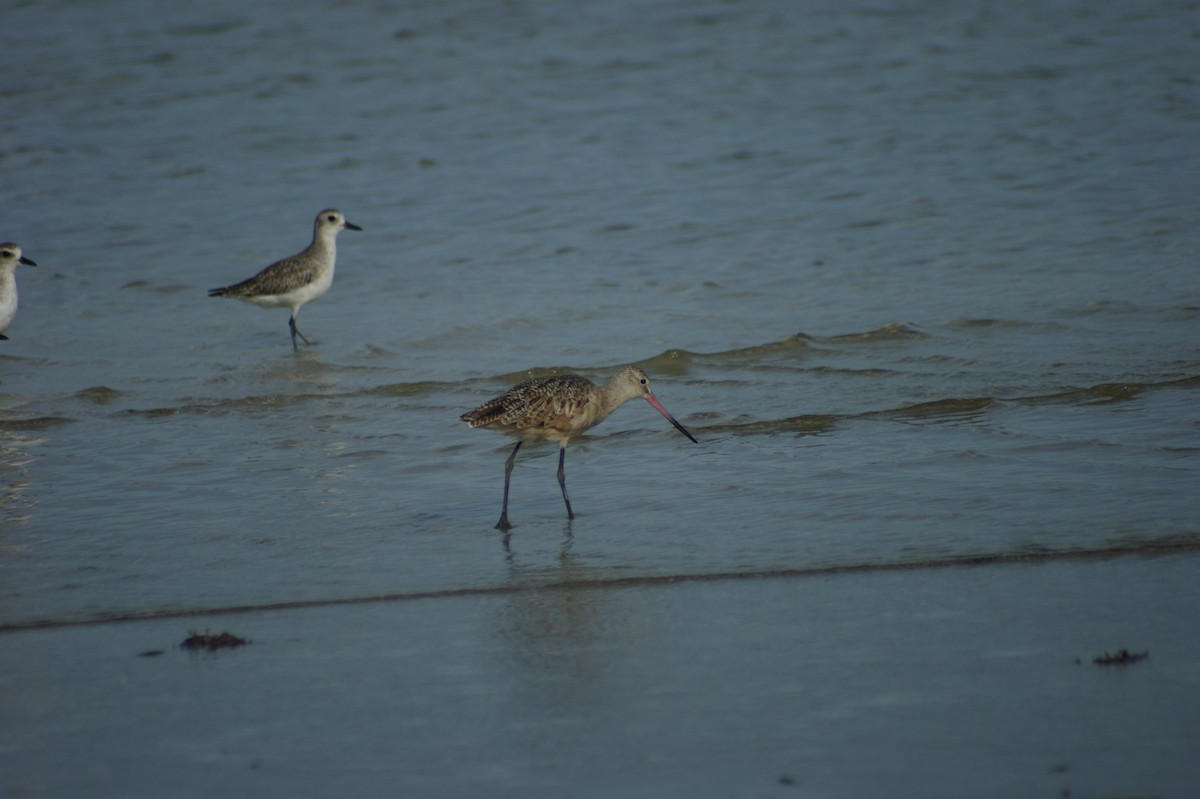 Marbled Godwit - ML637854015