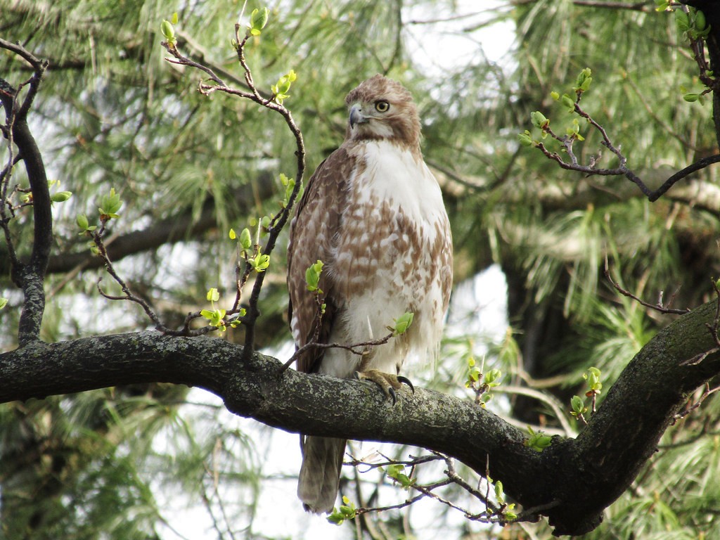 Red-tailed Hawk - ML637854025