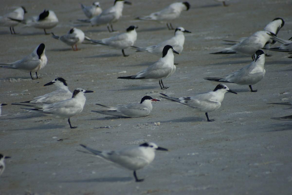 Common Tern - ML637854093