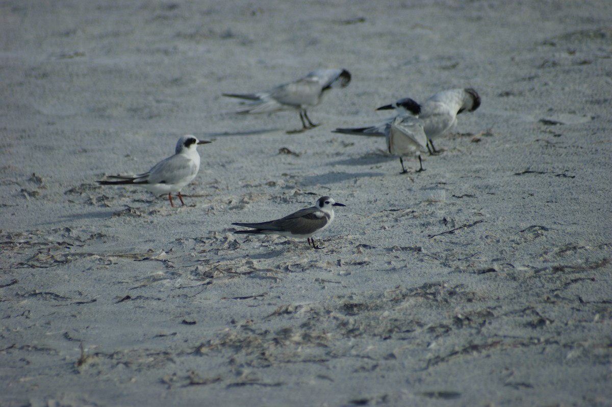 Black Tern - ML637854122