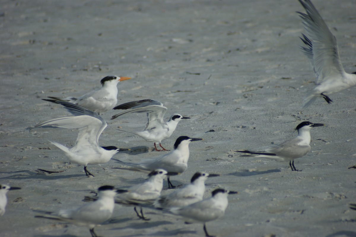 Forster's Tern - ML637854133