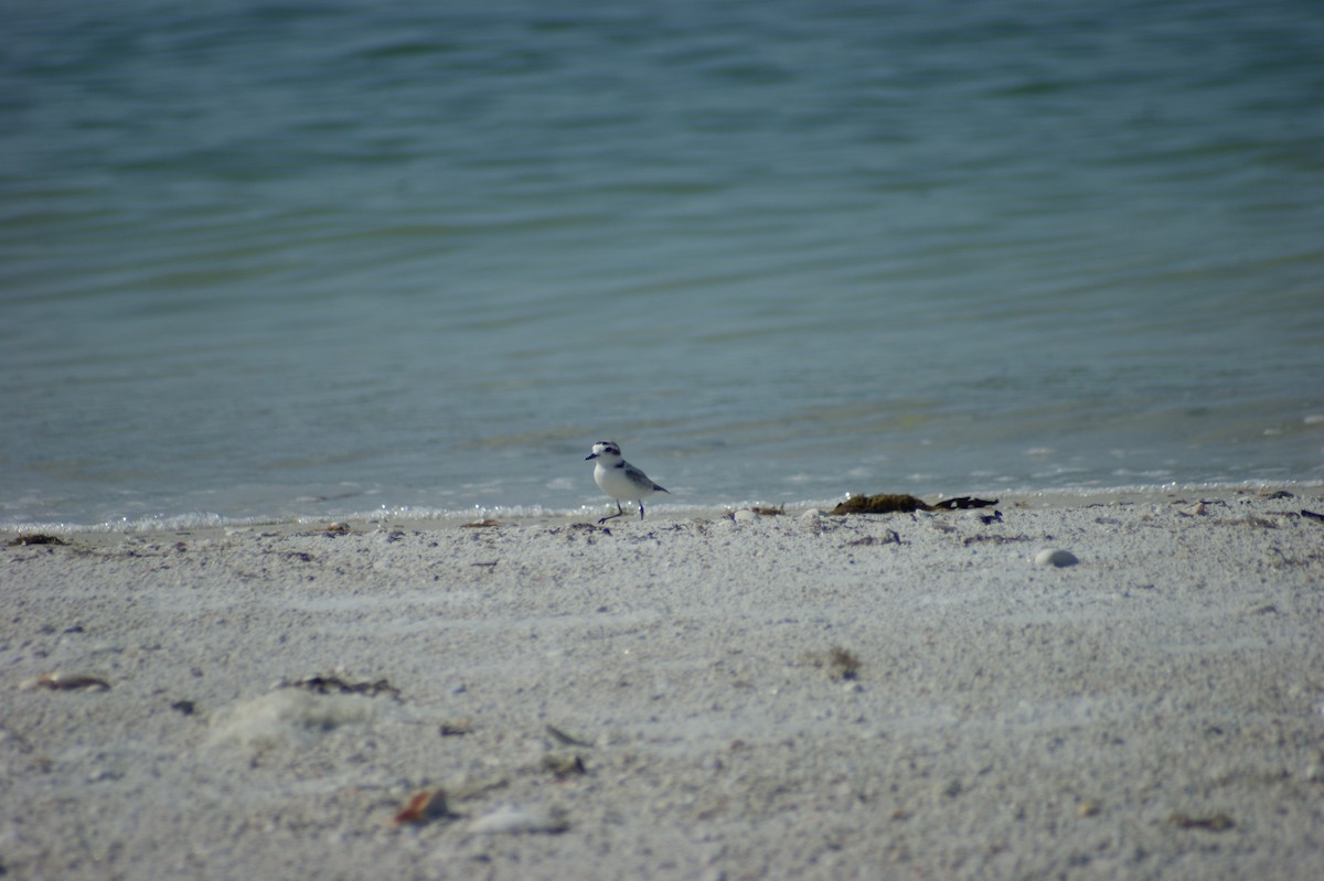Snowy Plover - ML637854231