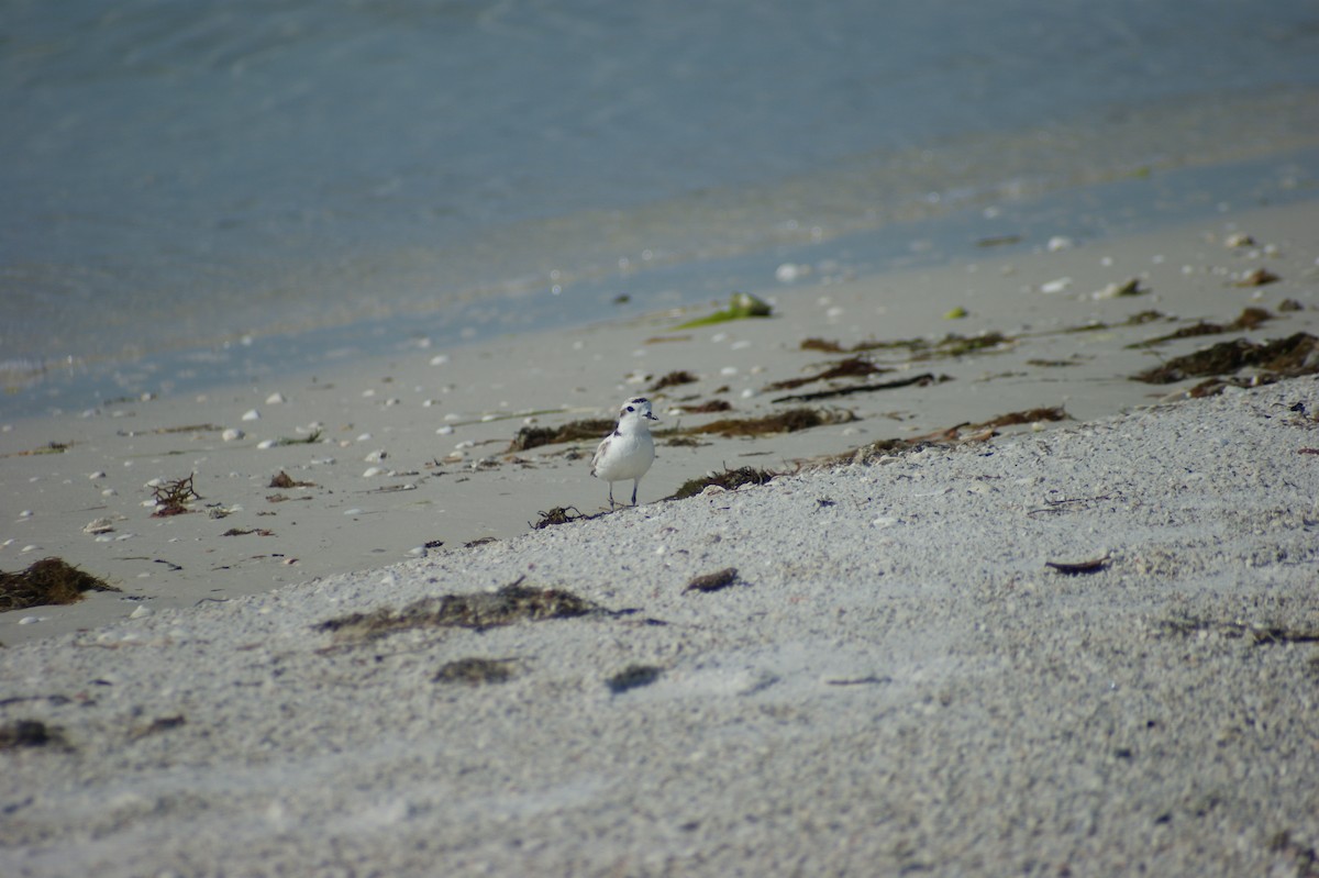 Snowy Plover - ML637854258