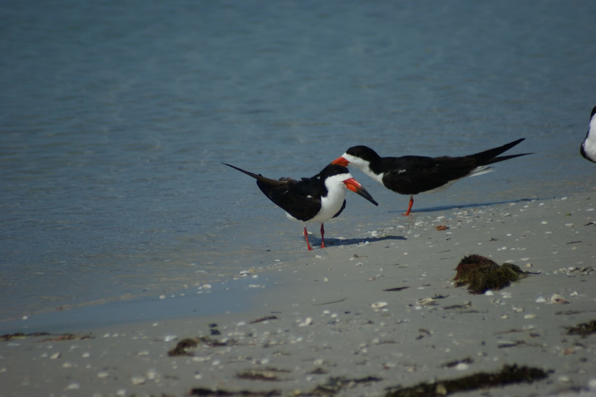 Black Skimmer - ML637854295