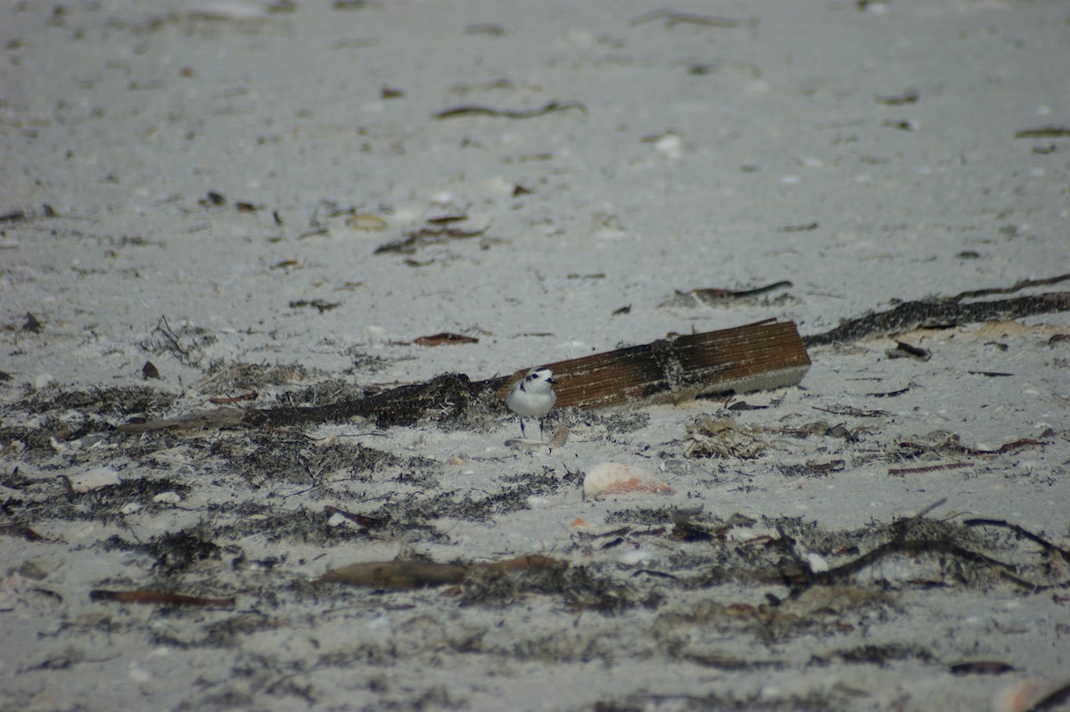 Snowy Plover - ML637854305