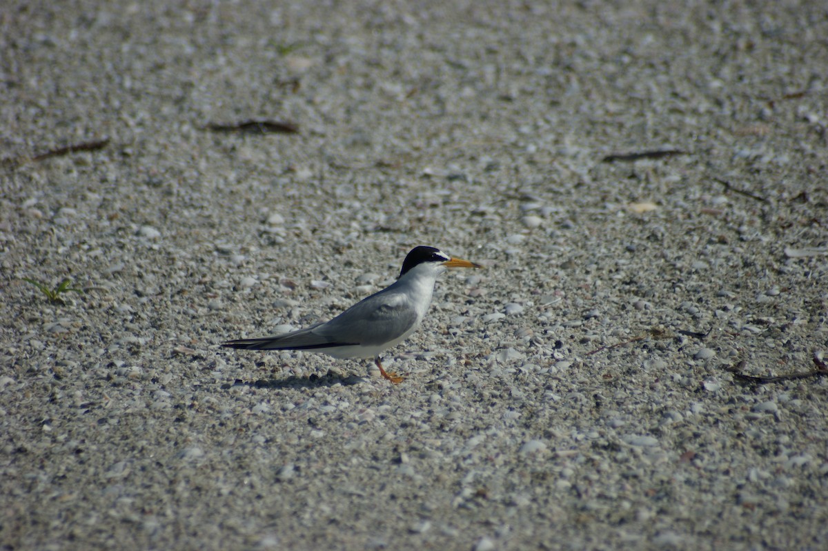 Least Tern - ML637854356