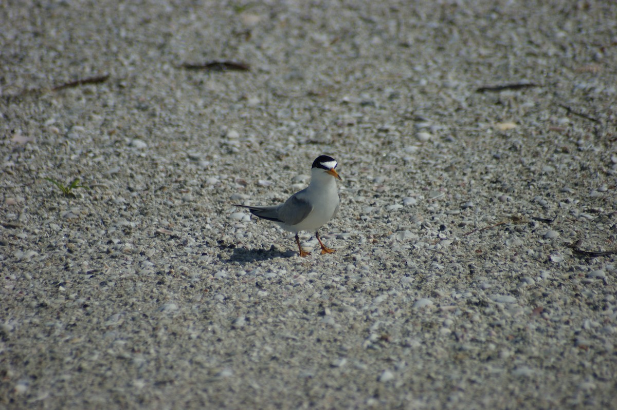 Least Tern - ML637854357