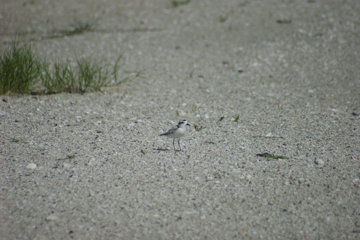 Snowy Plover - ML637854365