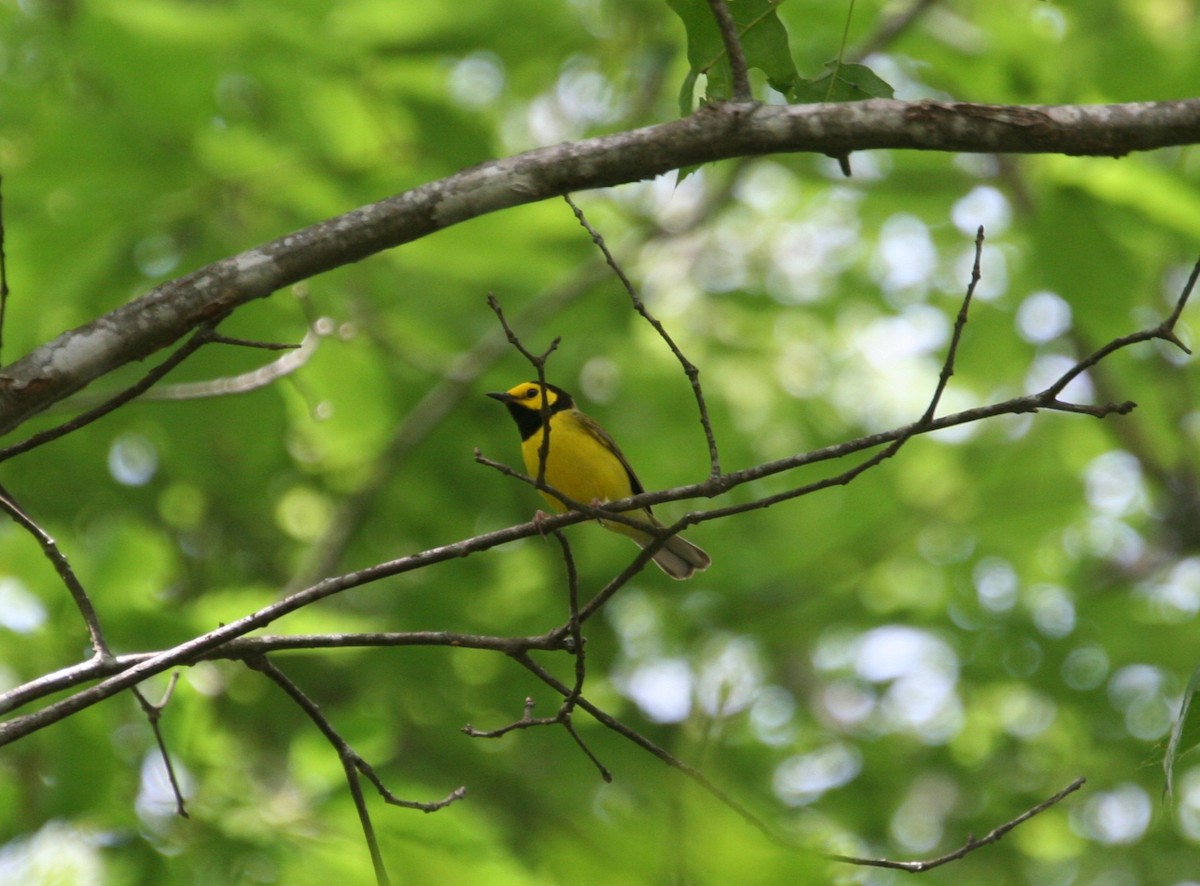 Hooded Warbler - ML637854366