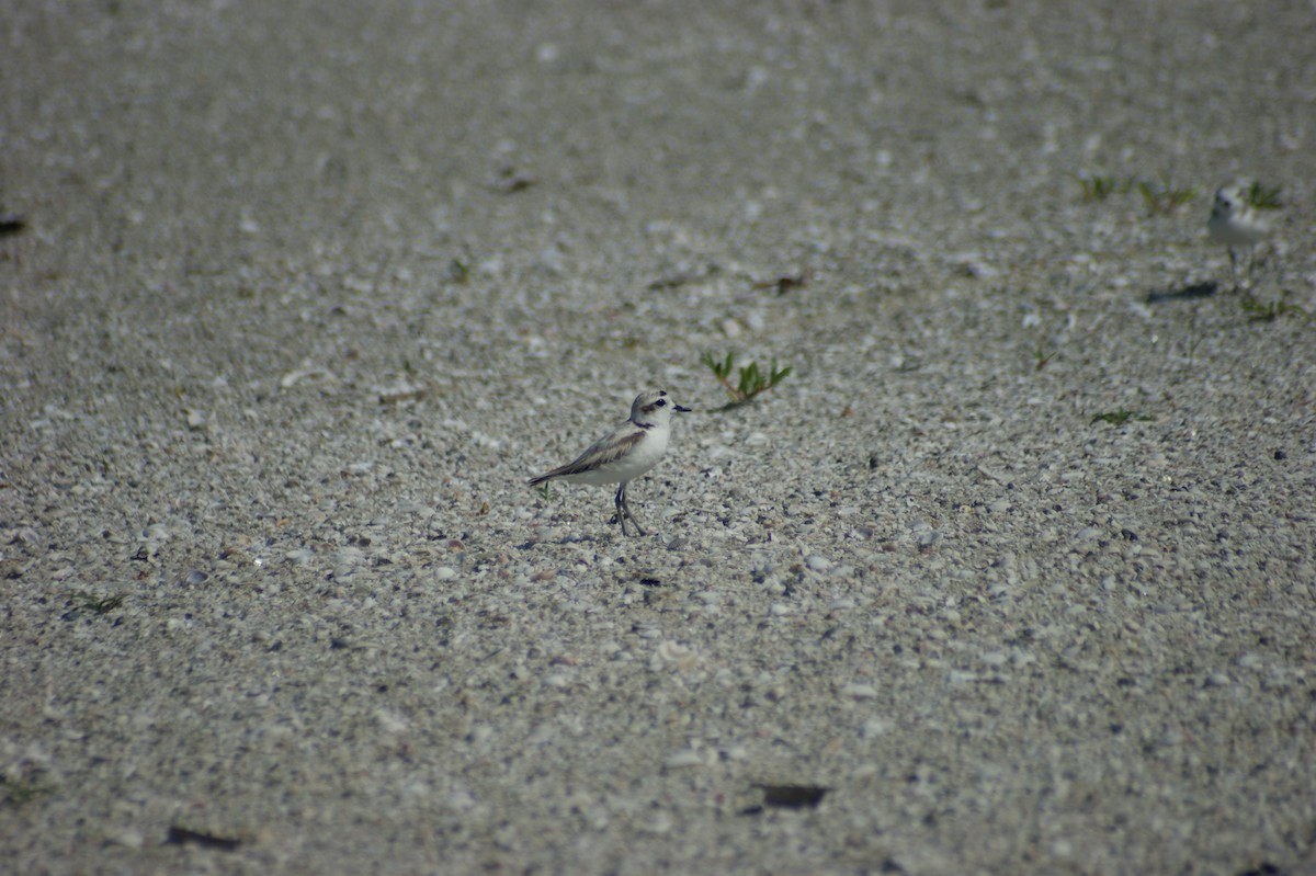 Snowy Plover - ML637854396
