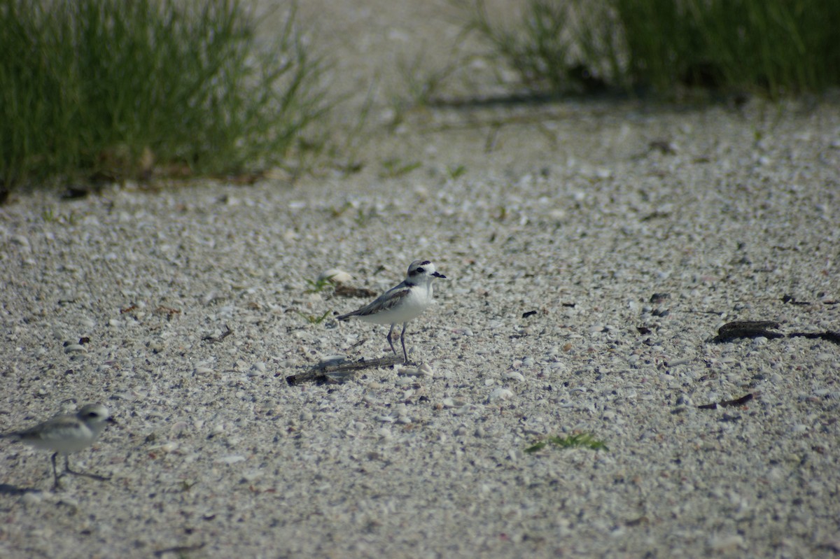 Snowy Plover - ML637854428