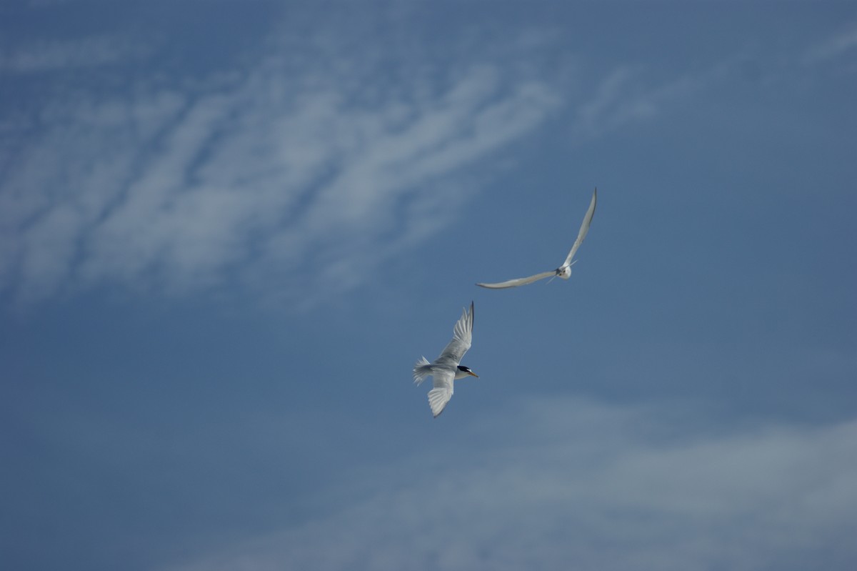 Least Tern - ML637854448