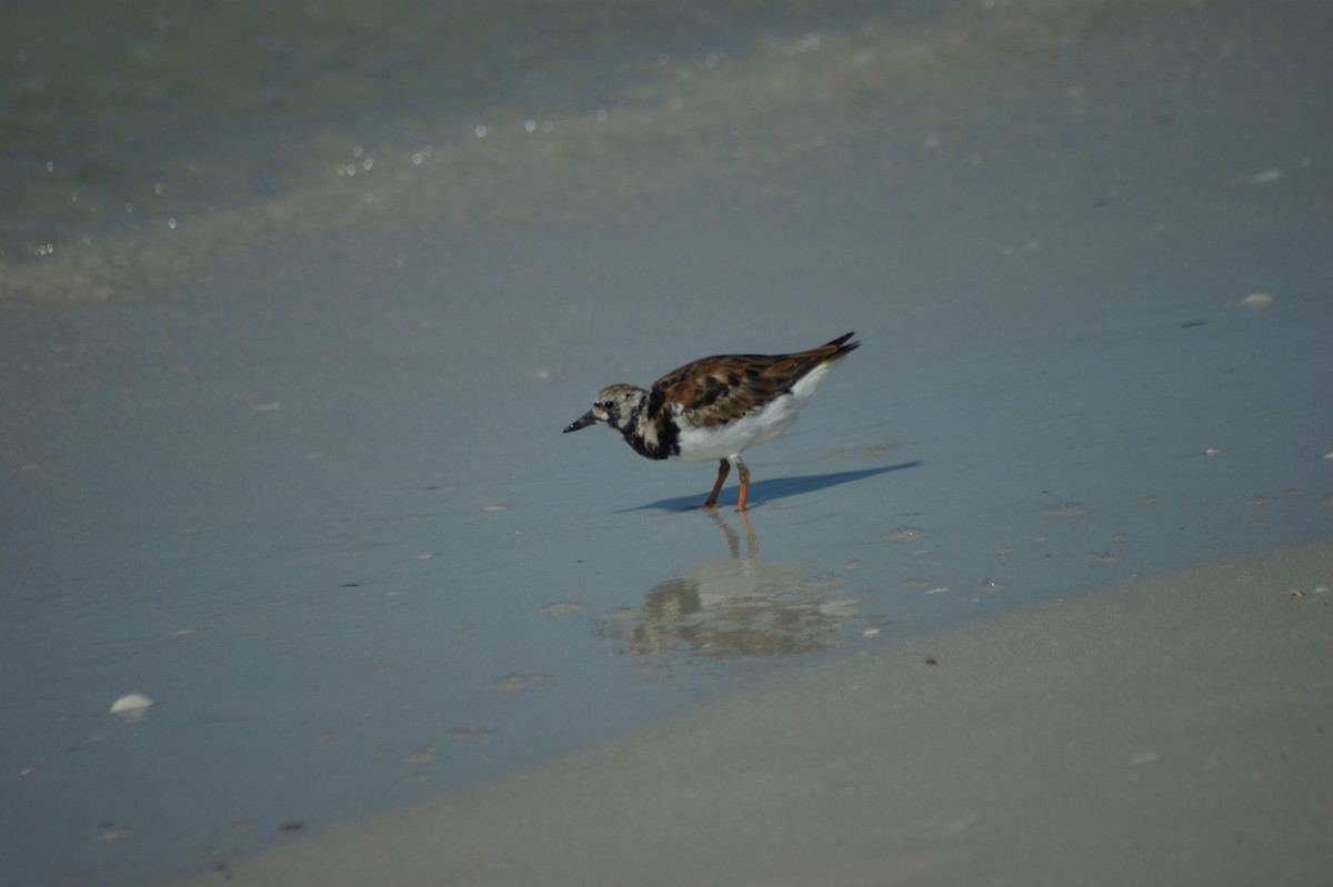Ruddy Turnstone - ML637854461