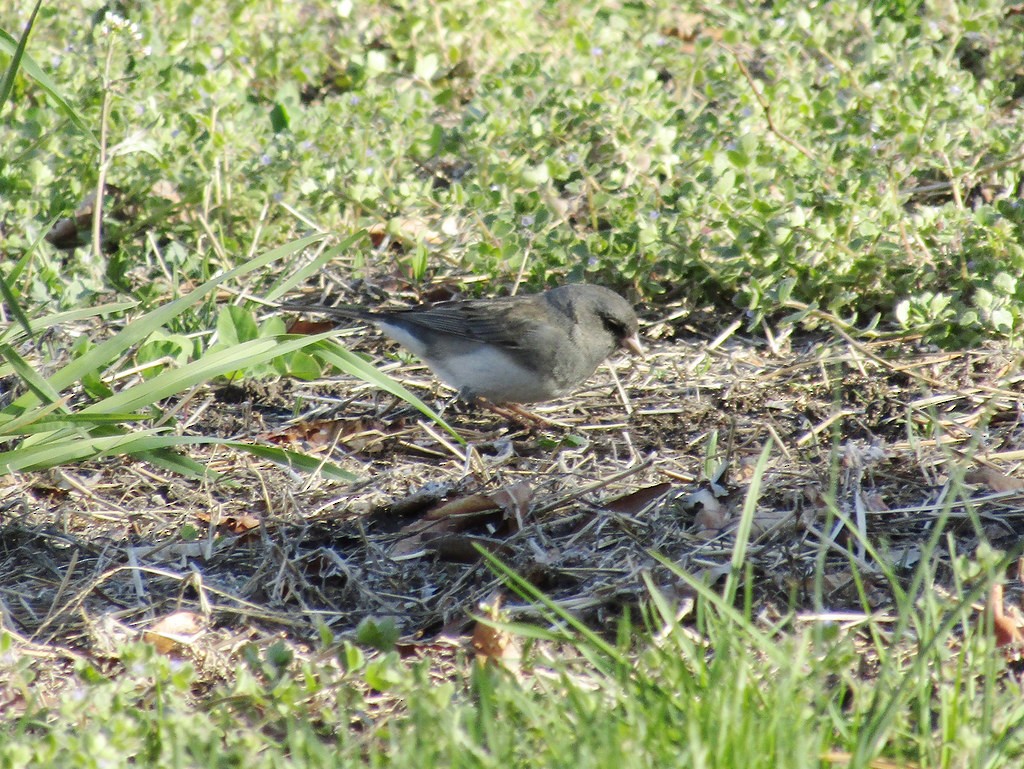 Dark-eyed Junco - ML637854462