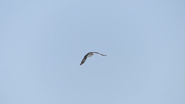 שלך - ML637854586