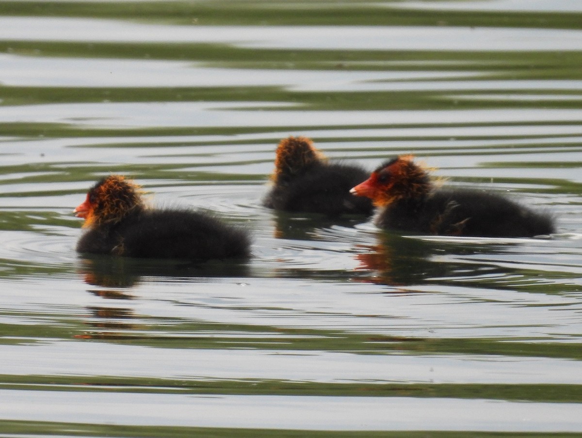 Eurasian Coot - ML637854697