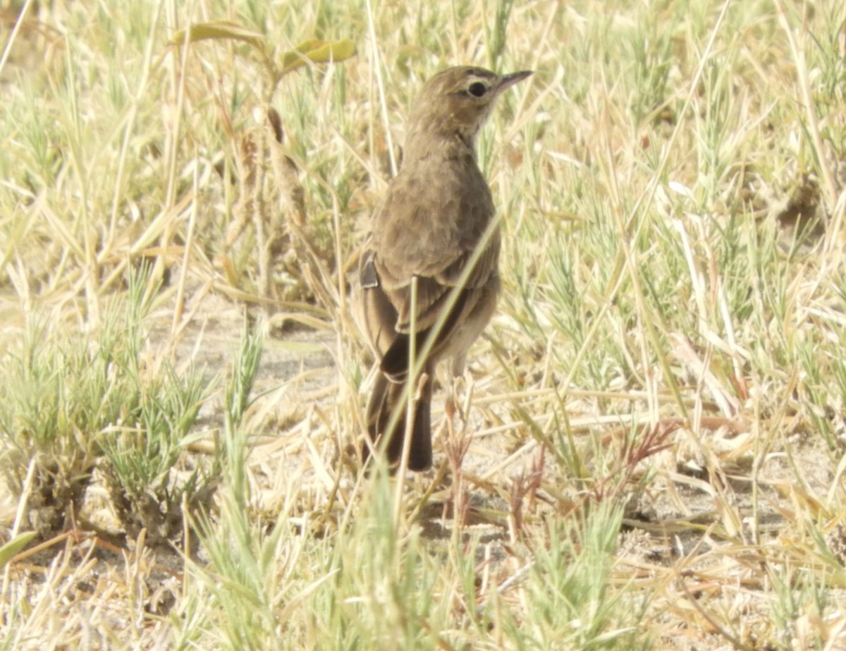 Plain-backed Pipit - ML637854789