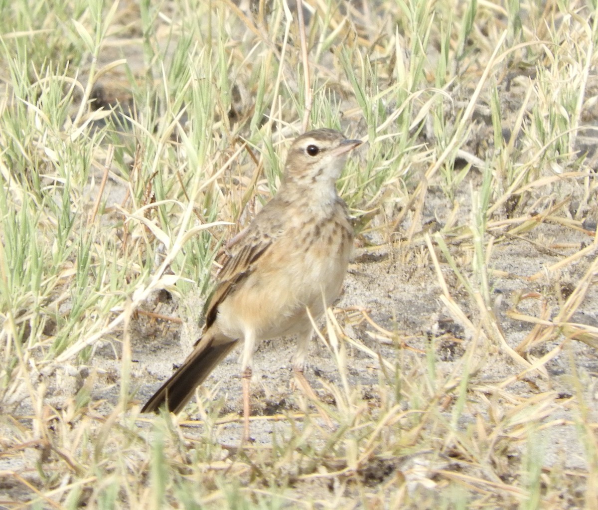 Plain-backed Pipit - ML637854790