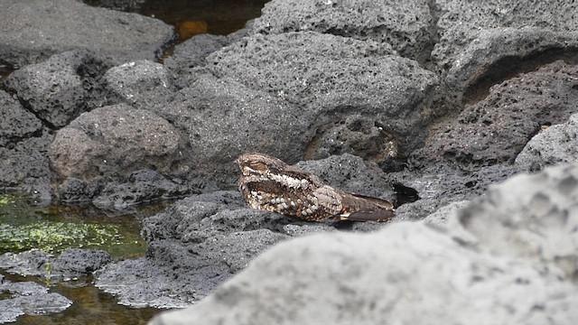 Gray Nightjar - ML637854792