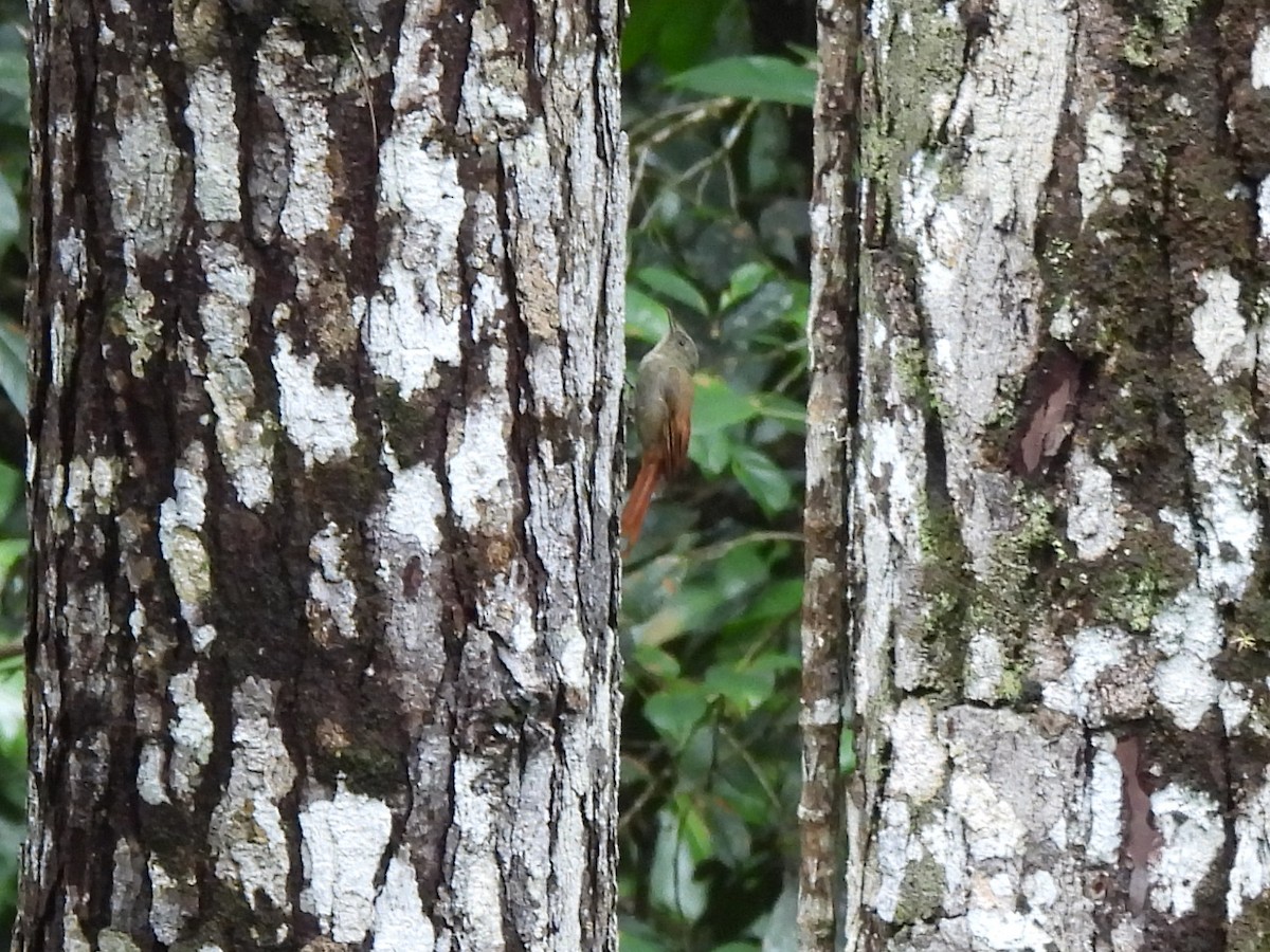 Olivaceous Woodcreeper - ML637854833
