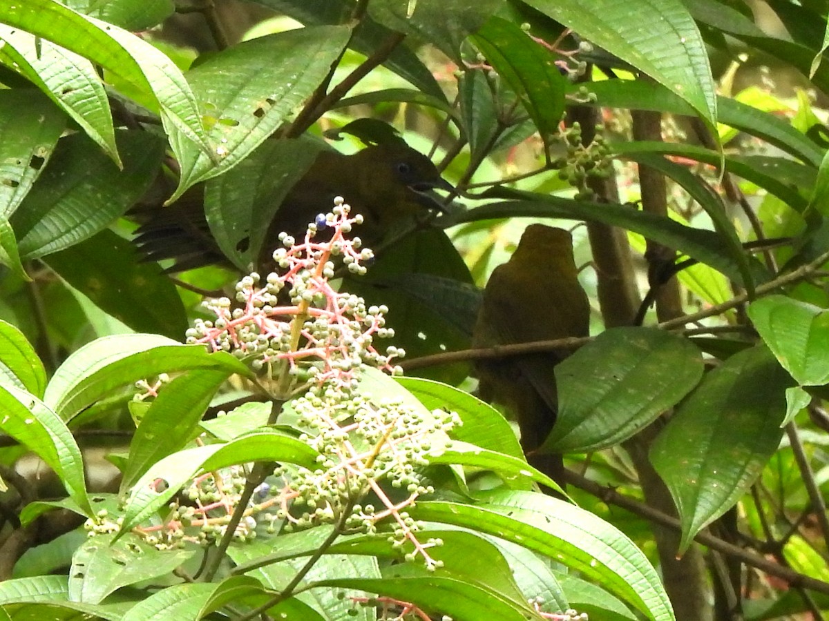 Carmiol's Tanager - ML637854854