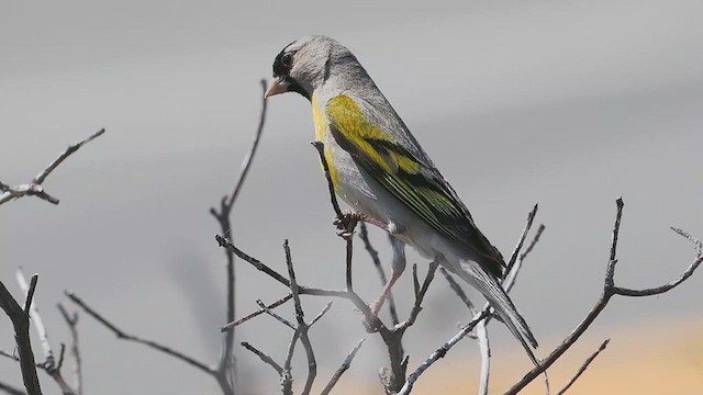 Lawrence's Goldfinch - ML637854871