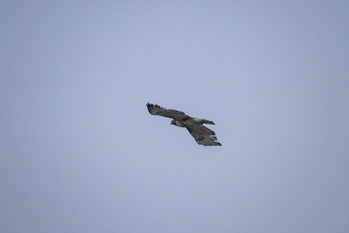 Red-tailed Hawk - ML637854896