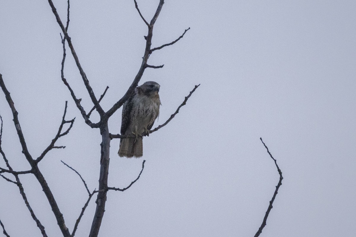 Red-tailed Hawk - ML637854897