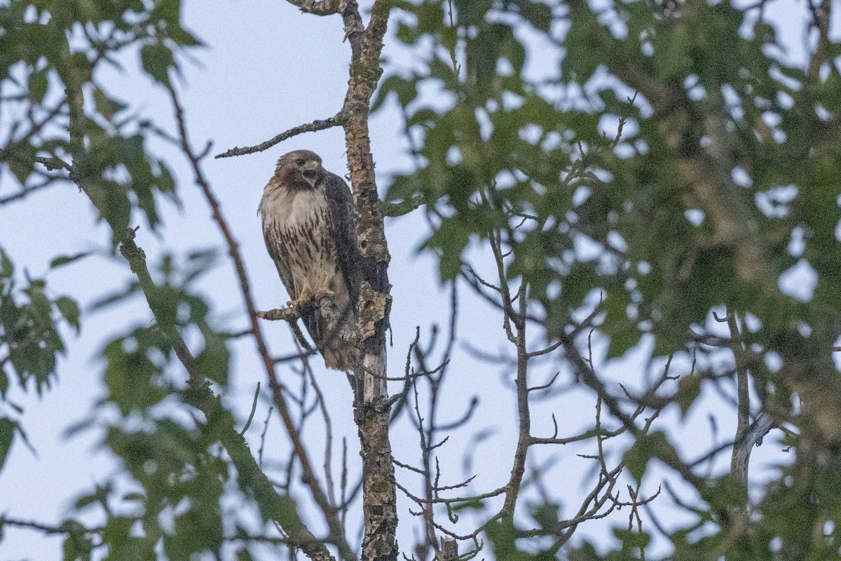 Red-tailed Hawk - ML637854898