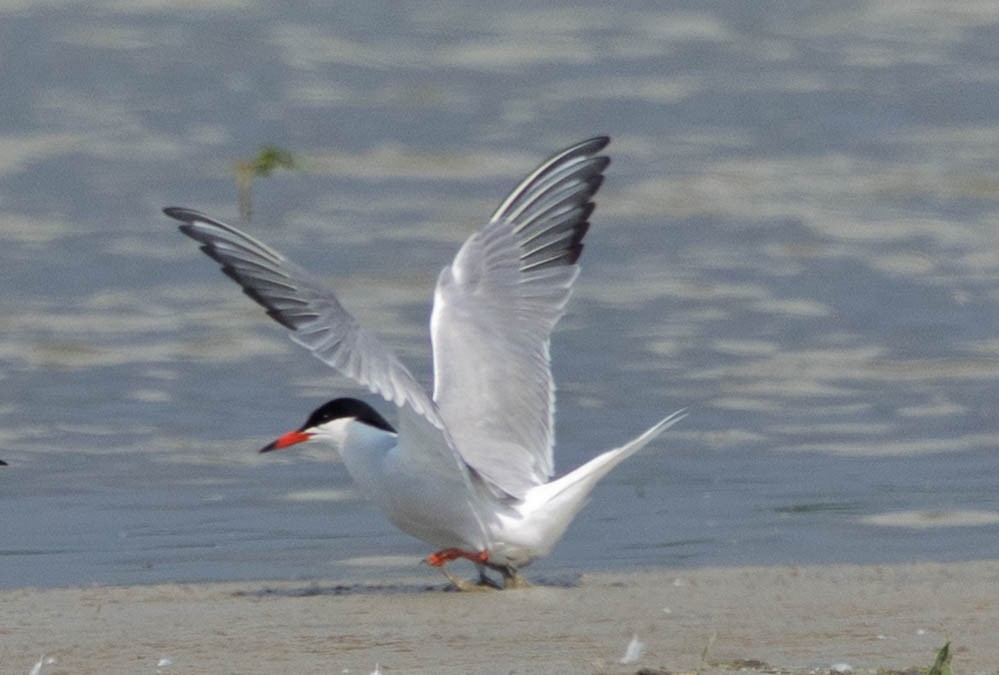 Common Tern - ML637854934