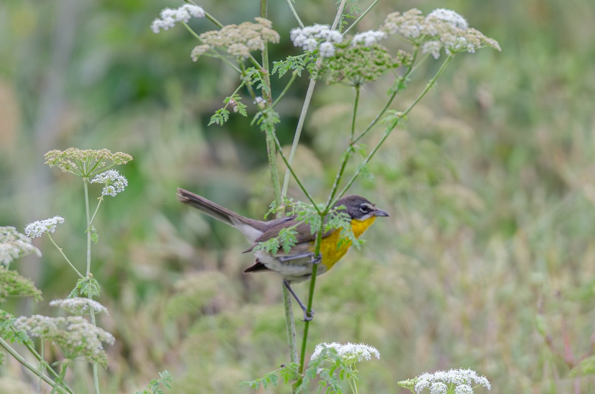 Yellow-breasted Chat - ML637855016