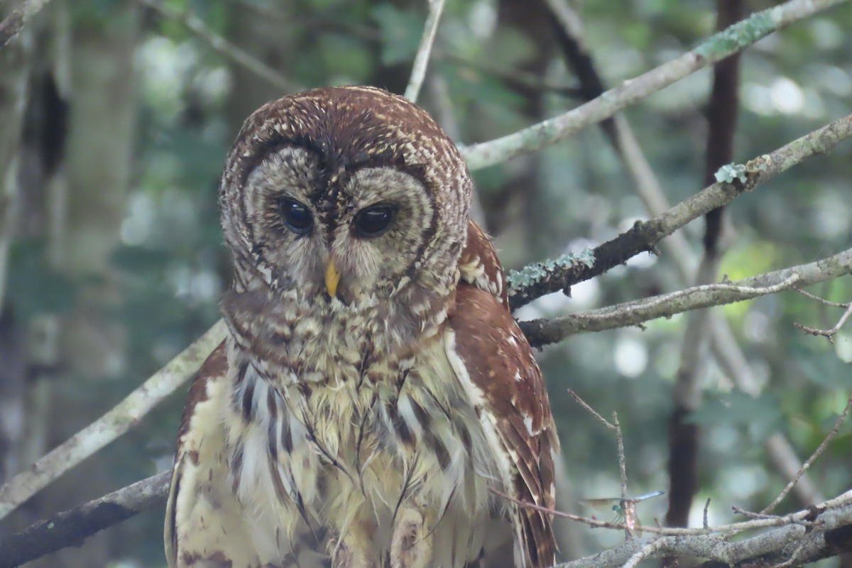 Barred Owl - ML637855038