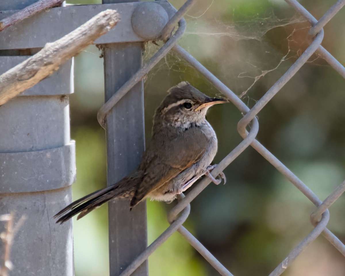 Bewick's Wren - ML637855040