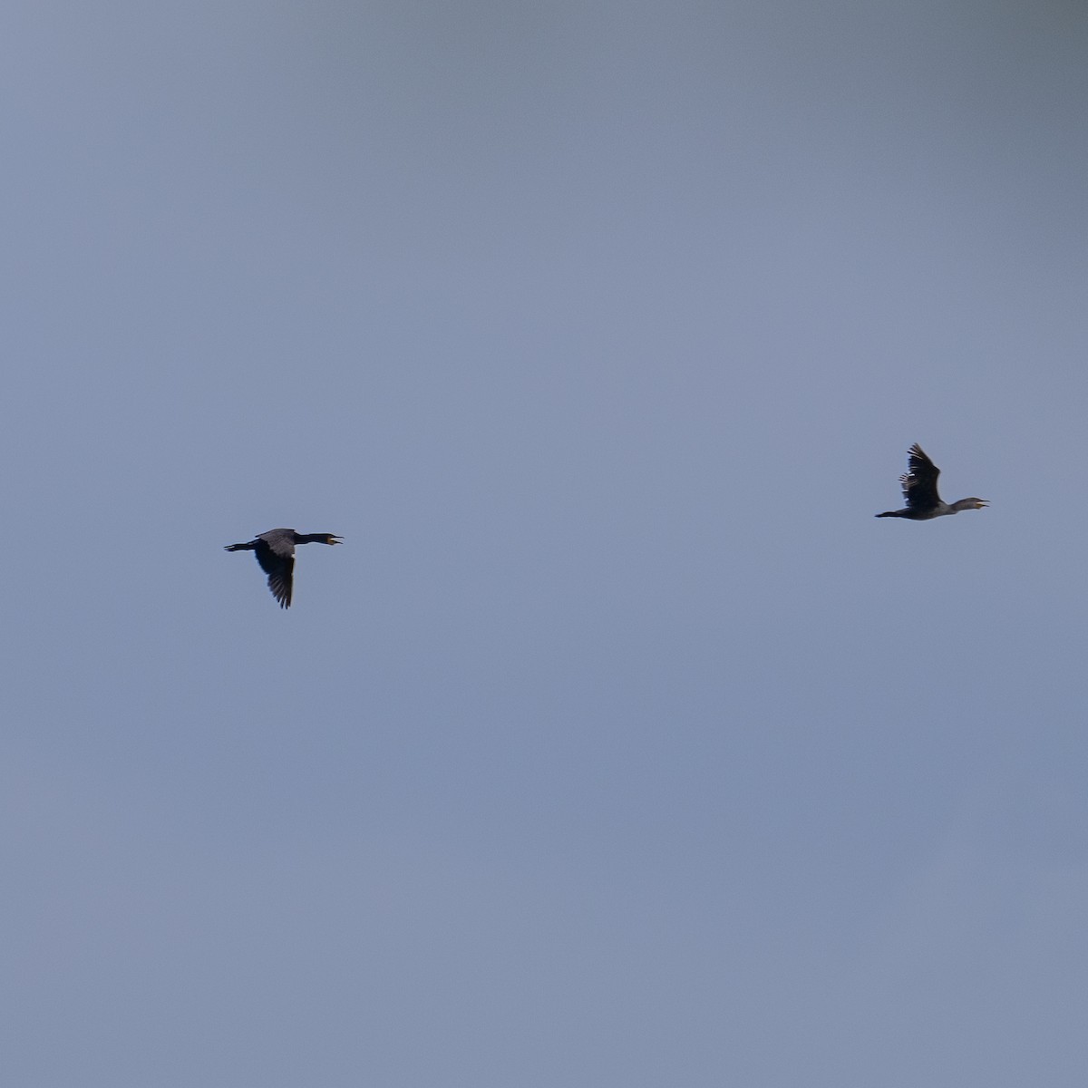 Double-crested Cormorant - ML637855045