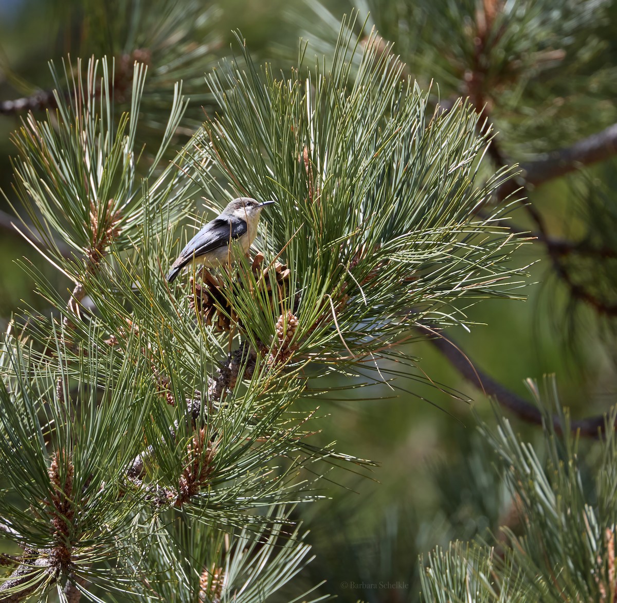 Pygmy Nuthatch - ML637855047