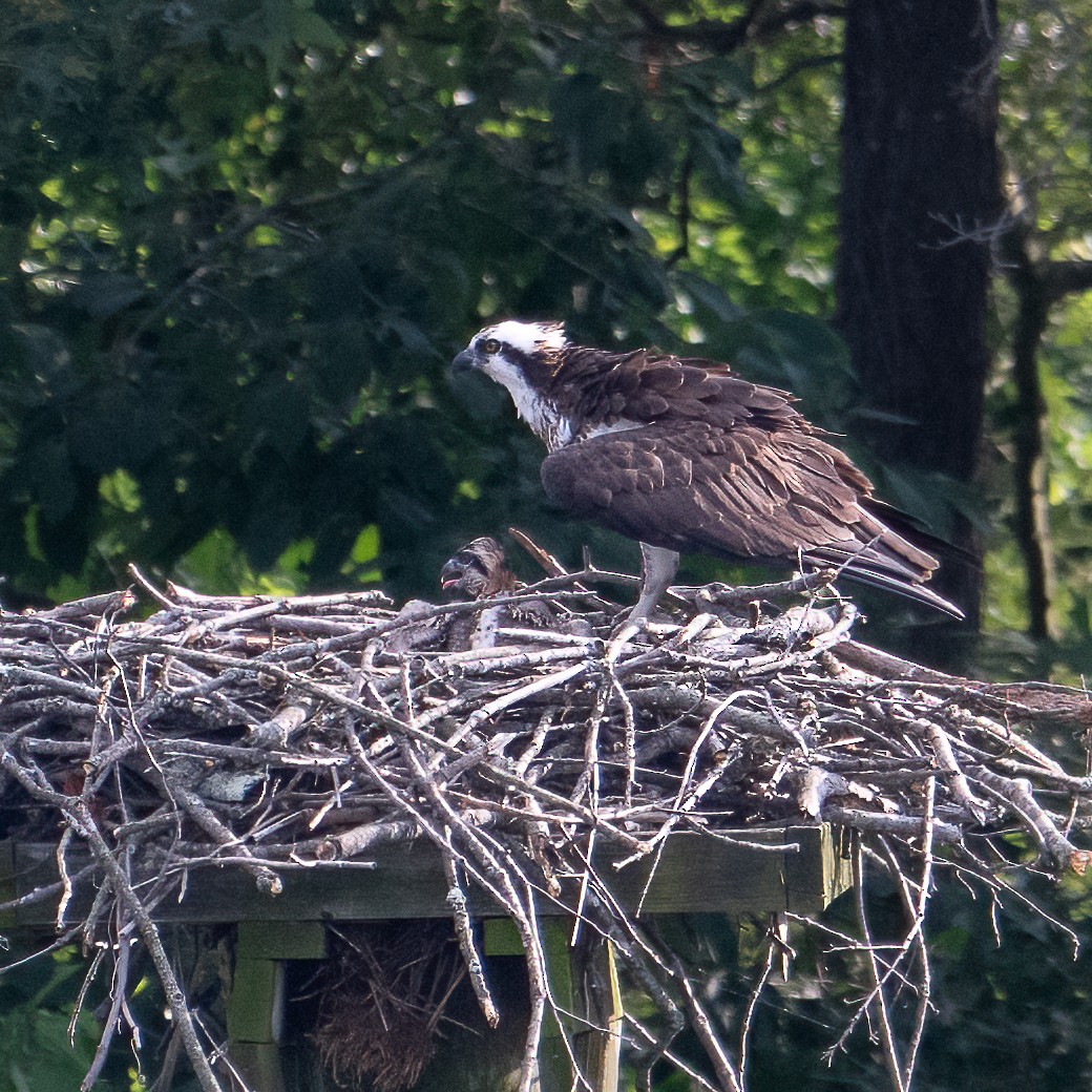 Osprey - ML637855048