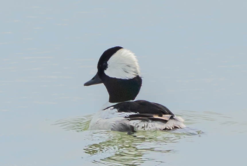 Bufflehead - ML637855050