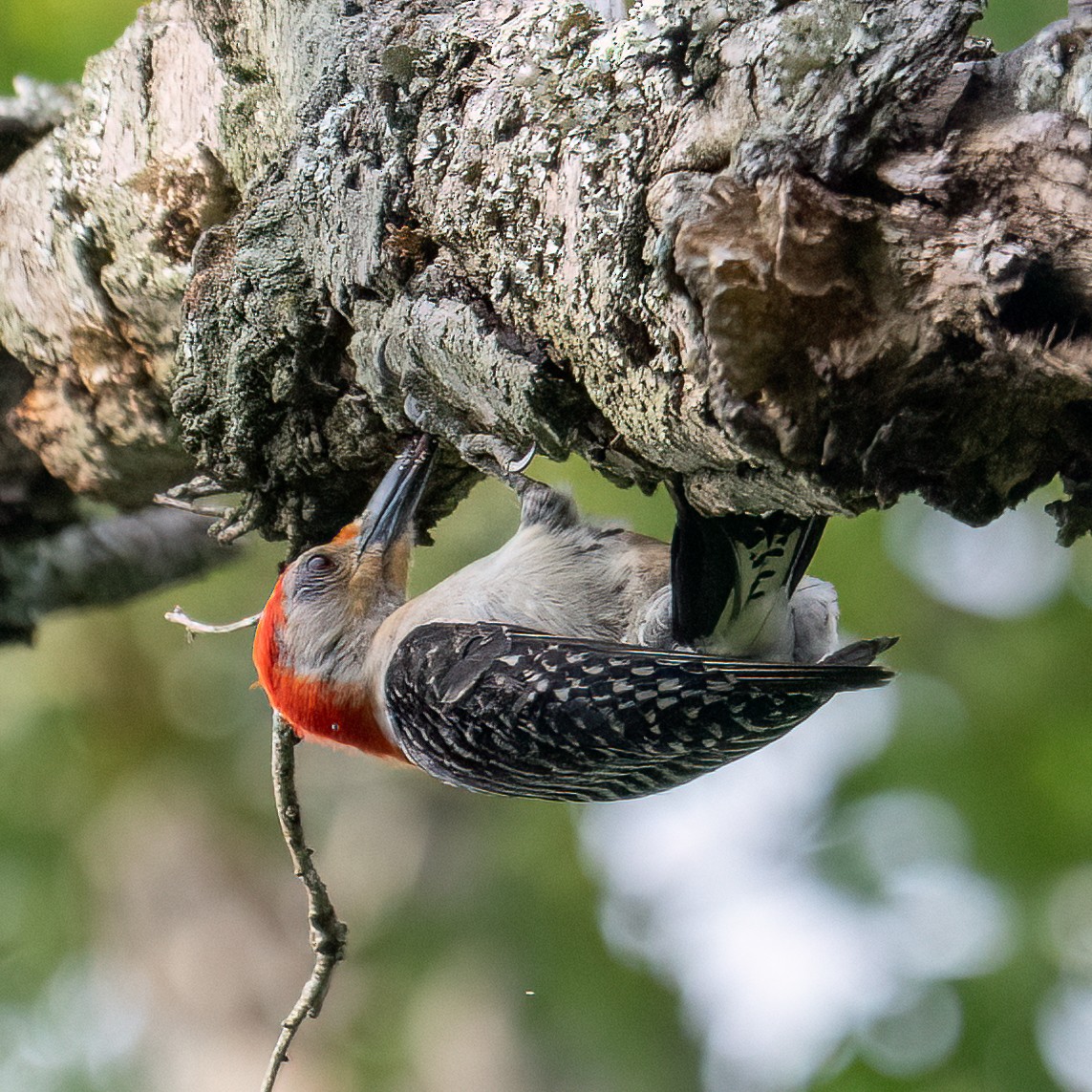 Red-bellied Woodpecker - ML637855053