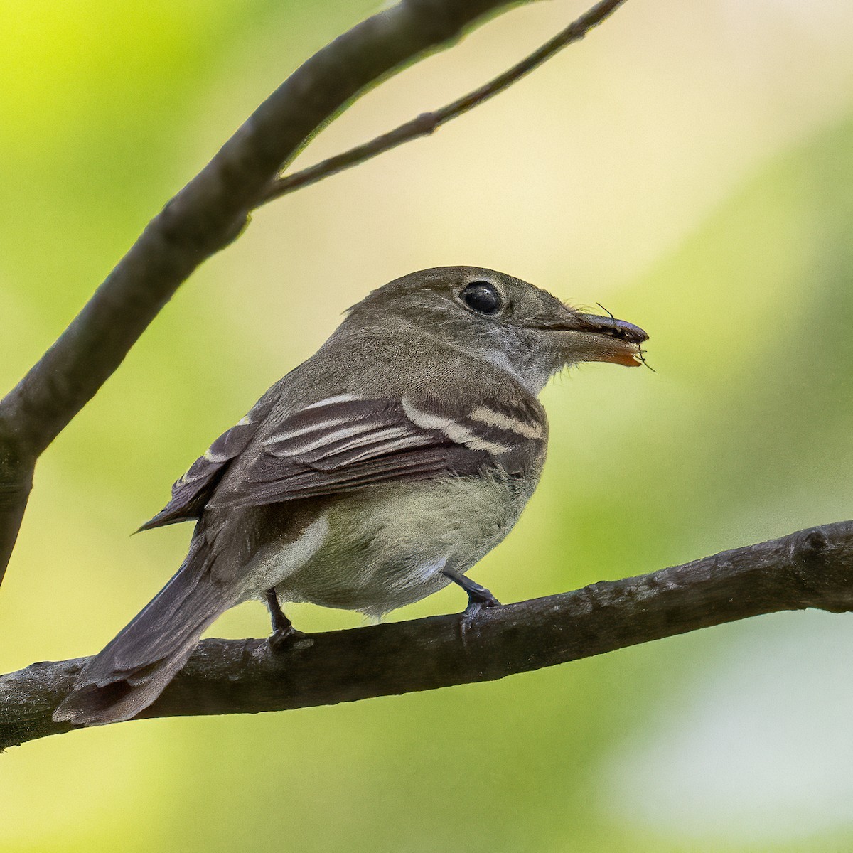 Acadian Flycatcher - ML637855056