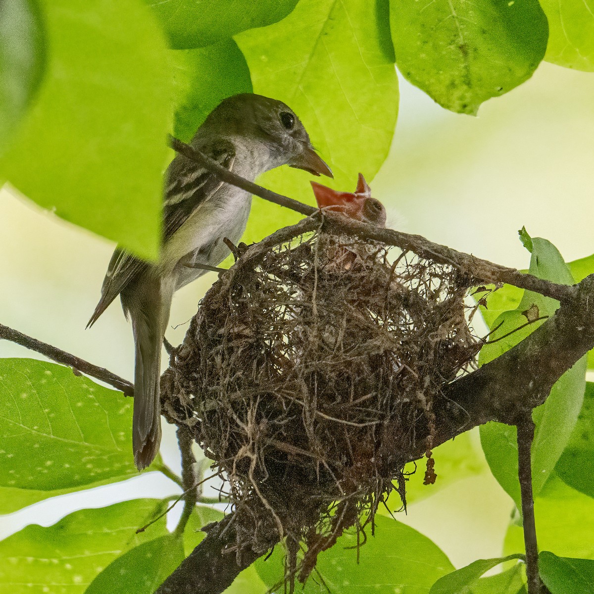 Acadian Flycatcher - ML637855057