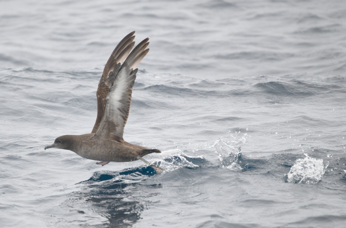 Sooty Shearwater - ML637855059