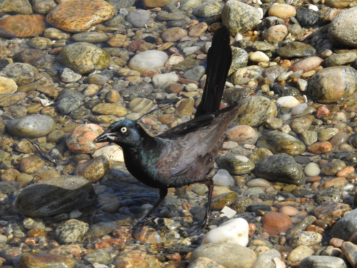 Common Grackle - ML637855060