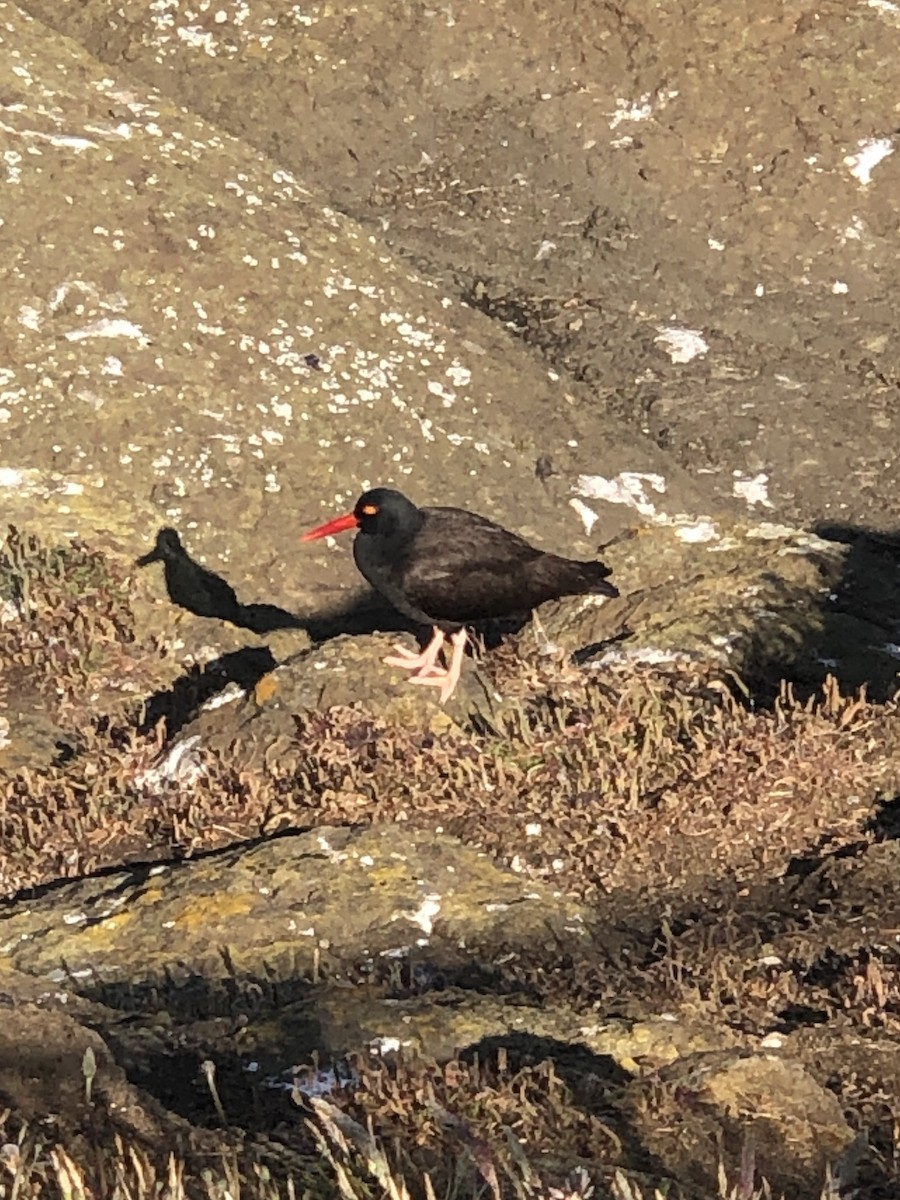 Black Oystercatcher - ML637855062