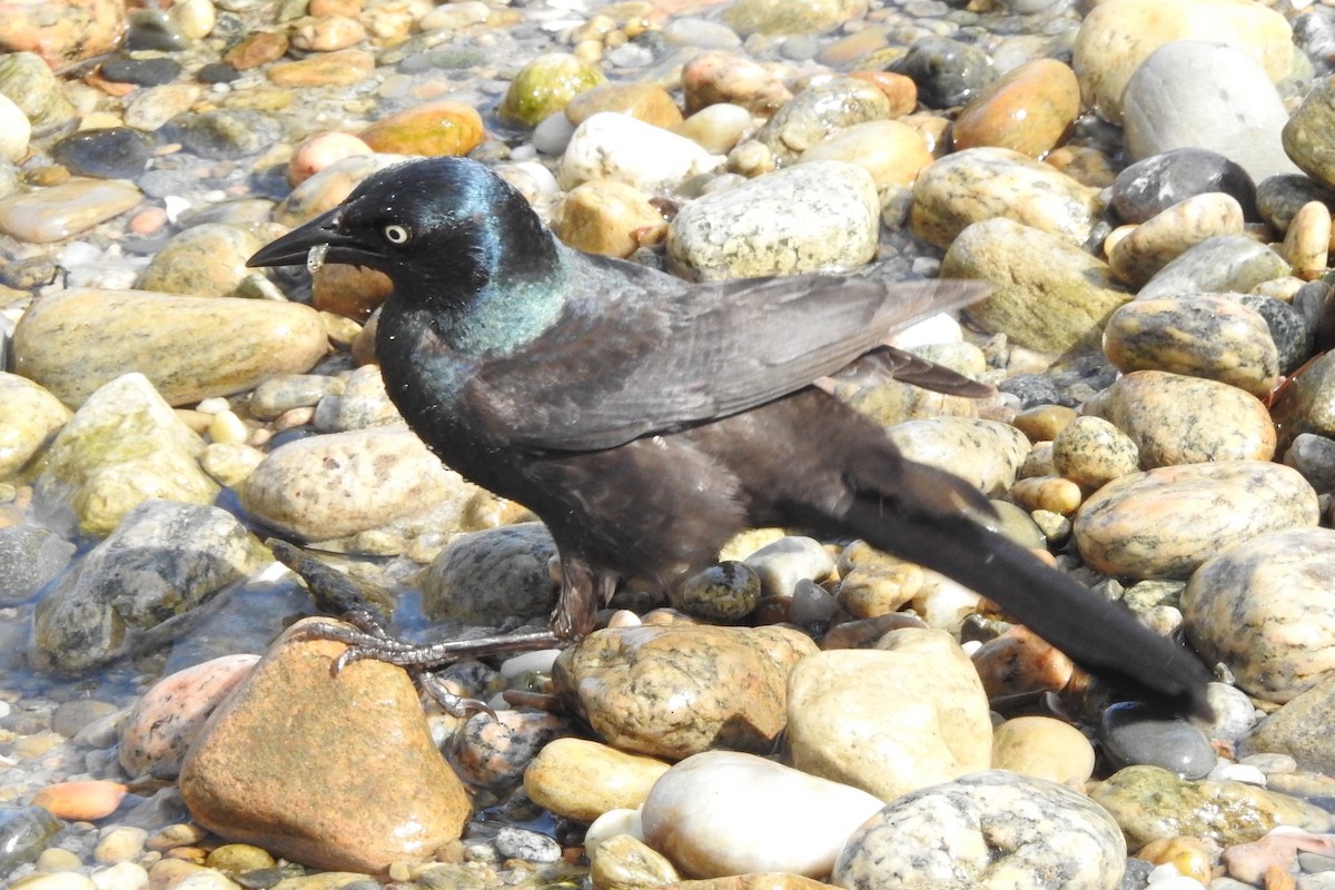 Common Grackle - ML637855064